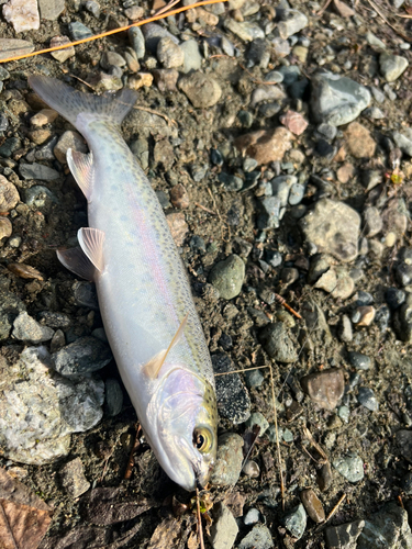 ニジマスの釣果