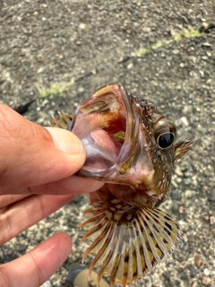 ガシラの釣果