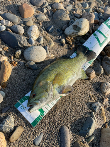 スモールマウスバスの釣果