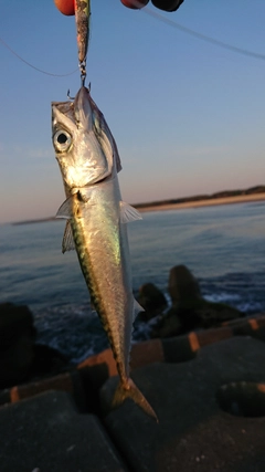 サバの釣果