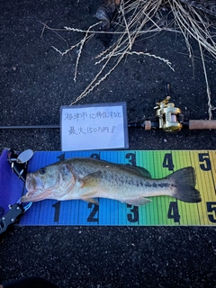 ブラックバスの釣果