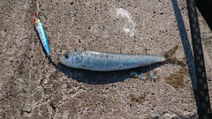 マイワシの釣果