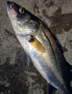 シーバスの釣果