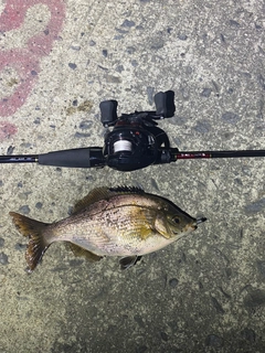 ウミタナゴの釣果