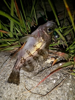 メバルの釣果