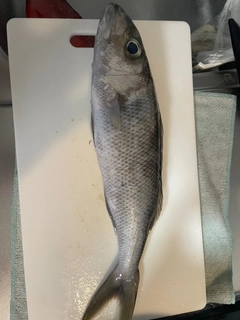 アオチビキの釣果