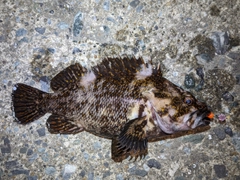 オウゴンムラソイの釣果