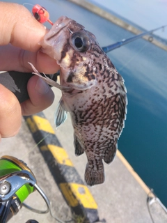 マゾイの釣果