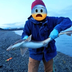 シロザメの釣果