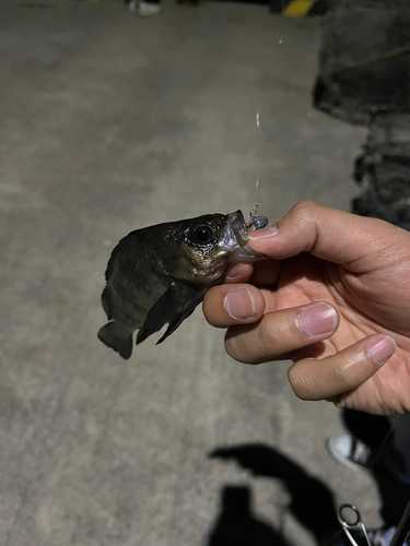 クロメバルの釣果