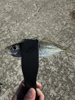 マアジの釣果