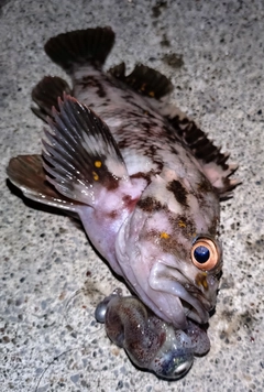 オウゴンムラソイの釣果