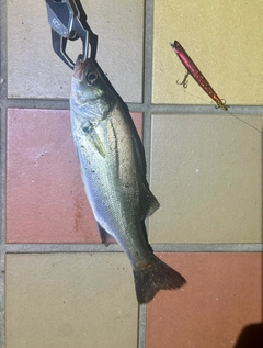 シーバスの釣果