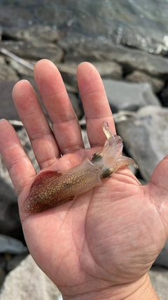 イカの釣果