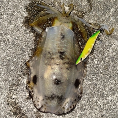 アオリイカの釣果