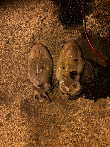 モンゴウイカの釣果