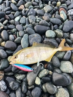 ショゴの釣果