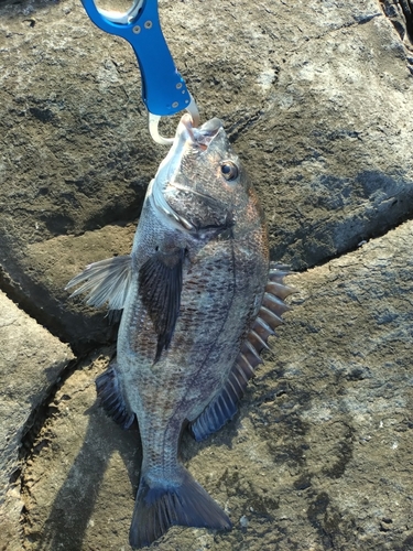 チヌの釣果