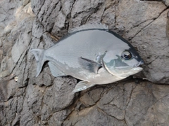 オナガグレの釣果