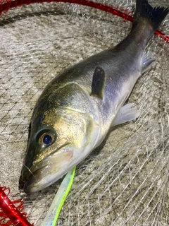 フッコ（マルスズキ）の釣果