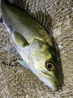 フッコ（マルスズキ）の釣果