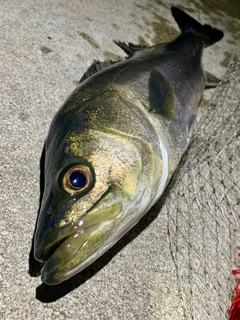 フッコ（マルスズキ）の釣果