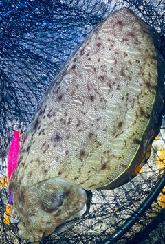 モンゴウイカの釣果