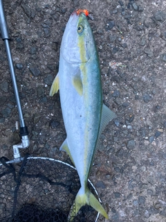 メジロの釣果