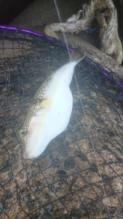 ショウサイフグの釣果