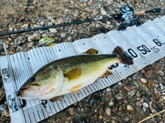 ブラックバスの釣果