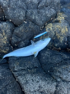 イナダの釣果