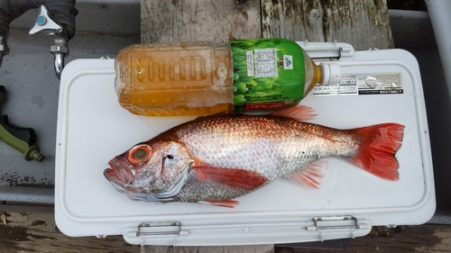 アカムツの釣果