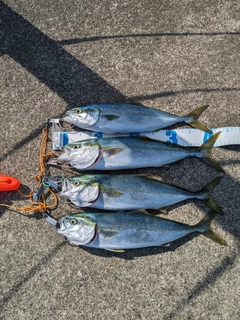 イナダの釣果