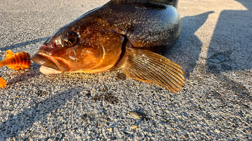 アイナメの釣果