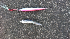 カタクチイワシの釣果
