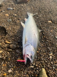 サクラマスの釣果