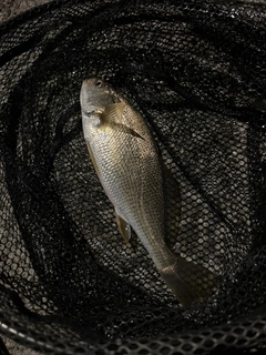 イシモチの釣果