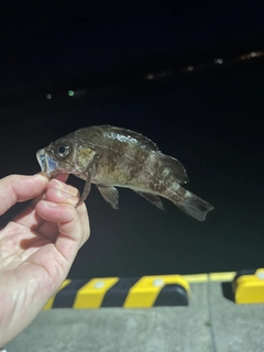 シロメバルの釣果