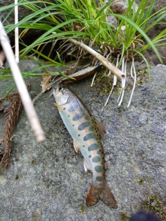 ヤマメの釣果