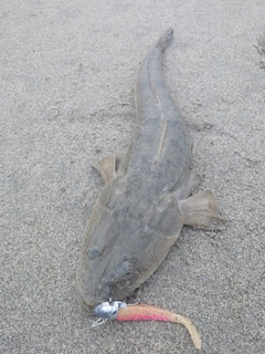 マゴチの釣果