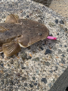 マゴチの釣果