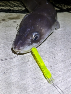 ダイナンアナゴの釣果