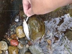 ウグイの釣果