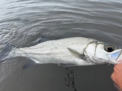 ヒラスズキの釣果