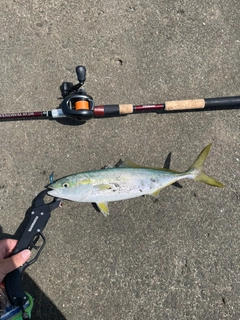 イナダの釣果