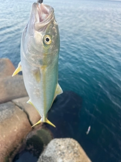 イナダの釣果