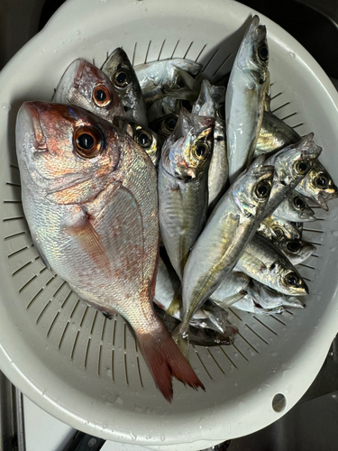 アジの釣果