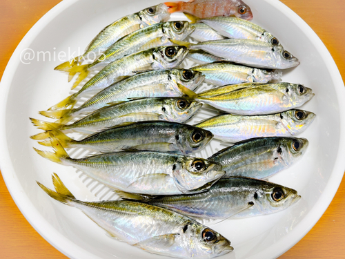 アジの釣果