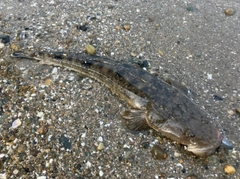 マゴチの釣果