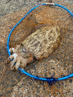 コウイカの釣果